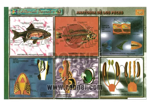 Anatomia De Los Peces